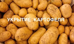 Укрытие картофеля