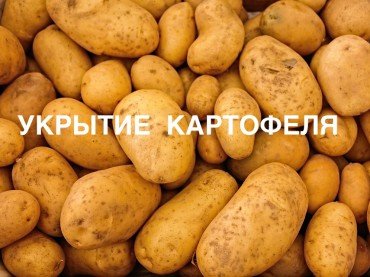 Укрытие картофеля