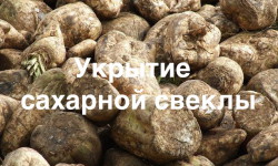 Укрытие сахарной свеклы